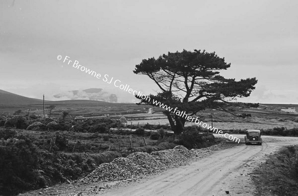 ATLANTIC DRIVE TREE AT ROADSIDE